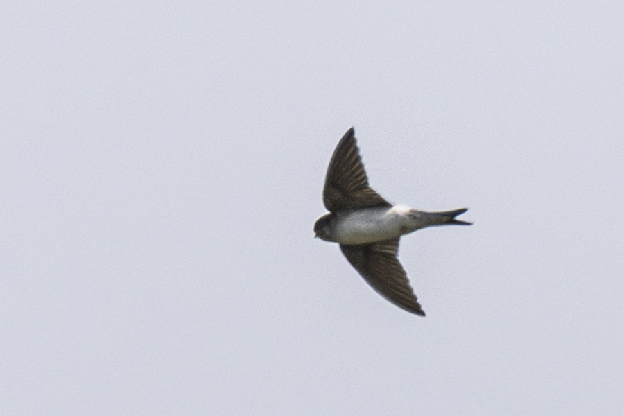 Western House Martin