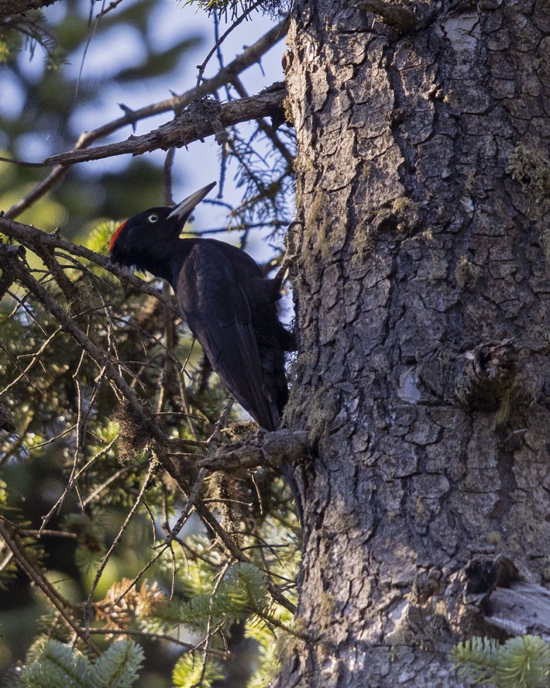 Black Woodpecker