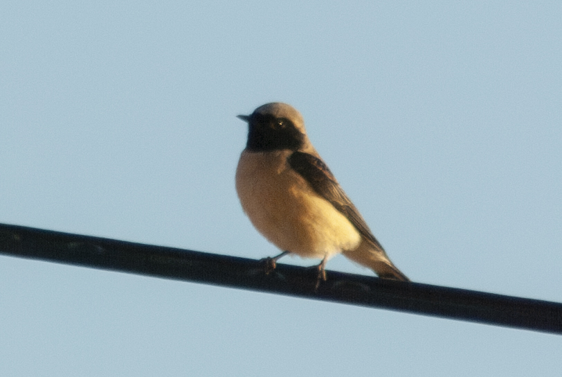 Black-eared Wheatear