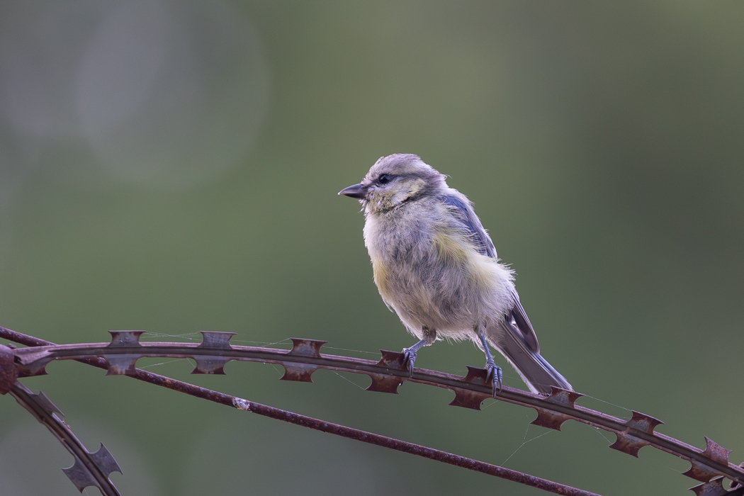 Eurasian Blue Tit