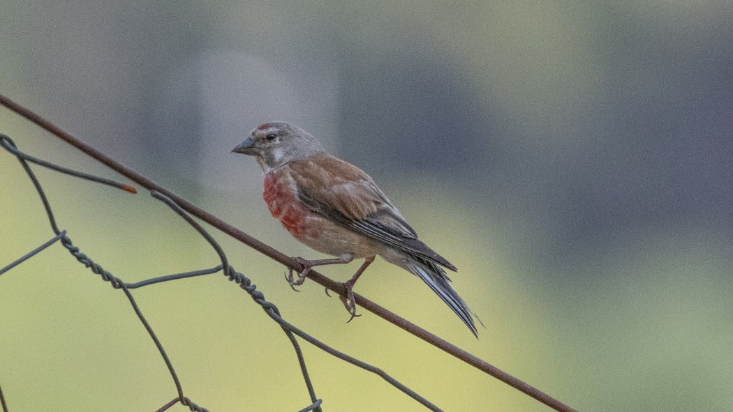 Common Linnet