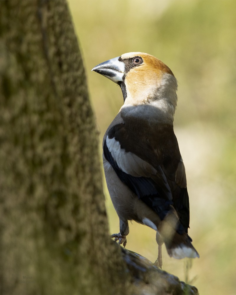 Hawfinch