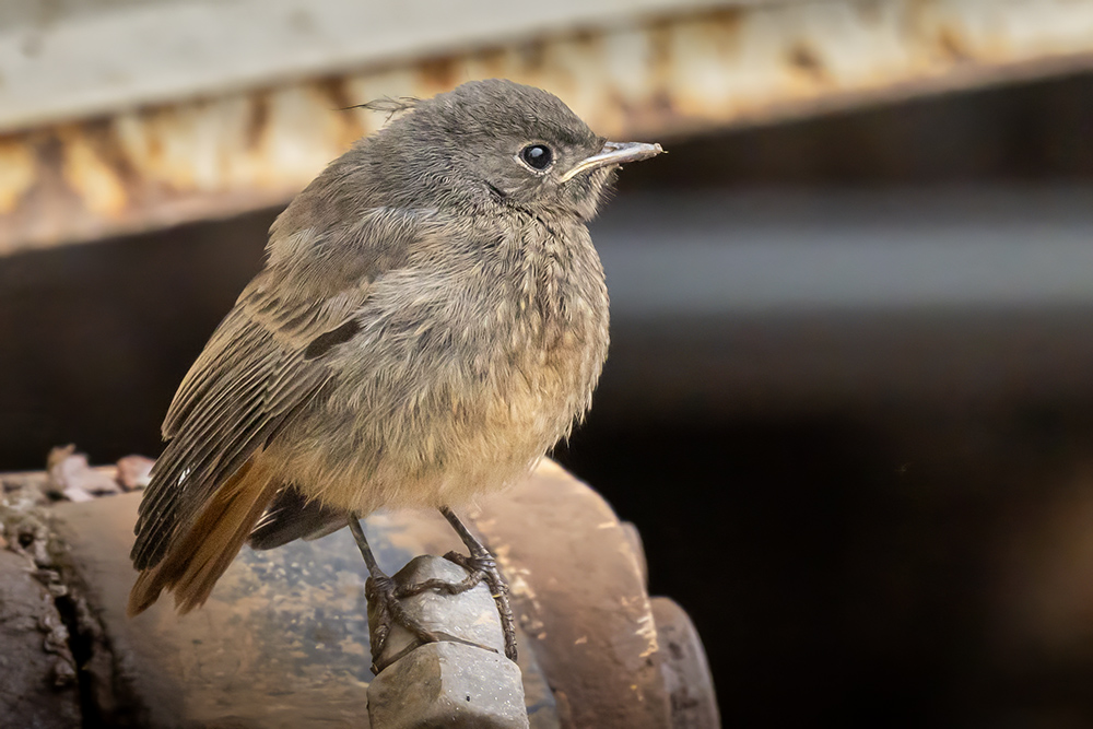 Black Redstart