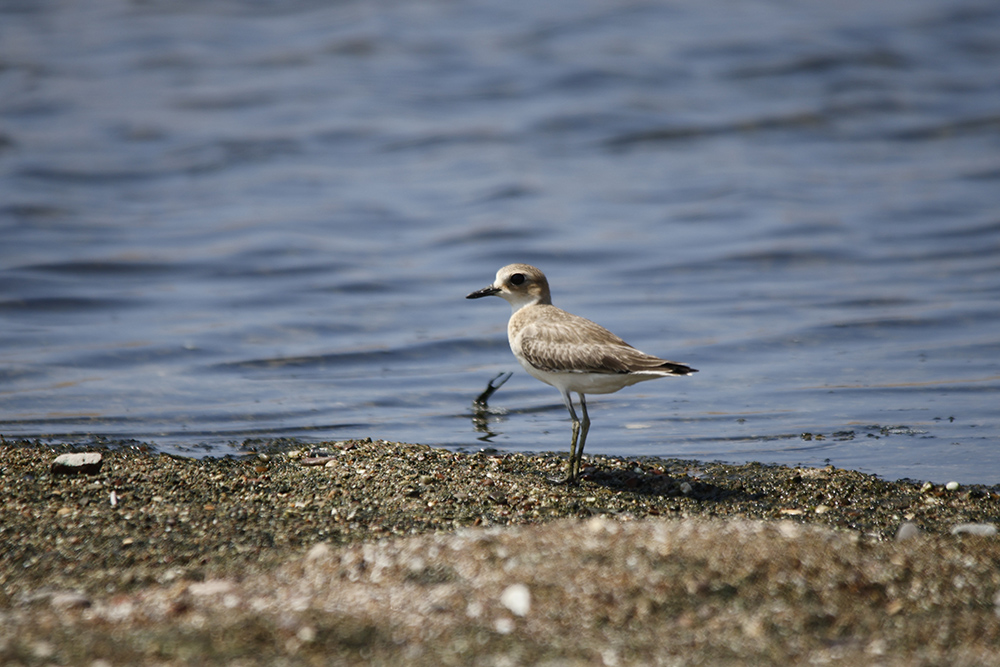Greater Sand Plover