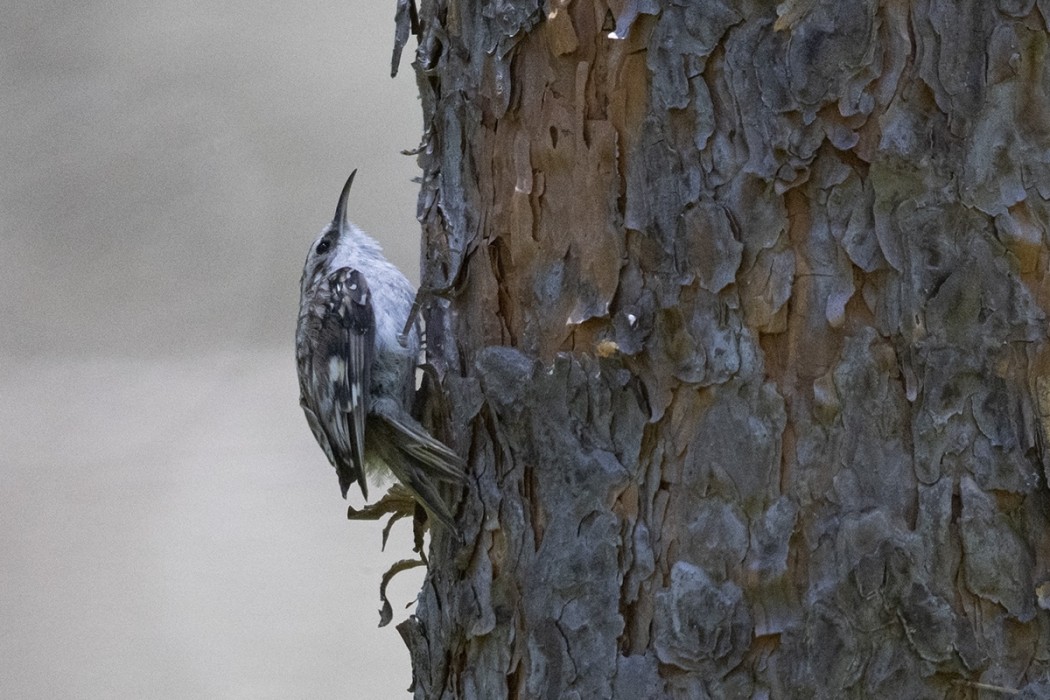 Eurasian Treecreeper