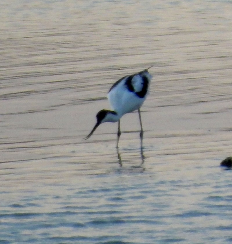 Pied Avocet