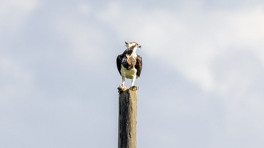 Osprey