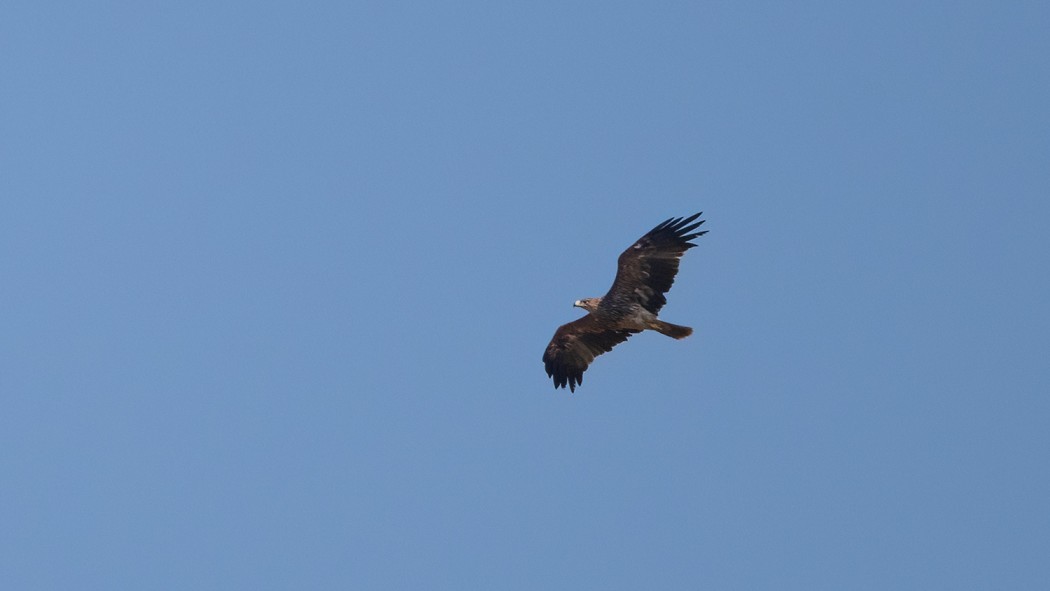 Eastern Imperial Eagle