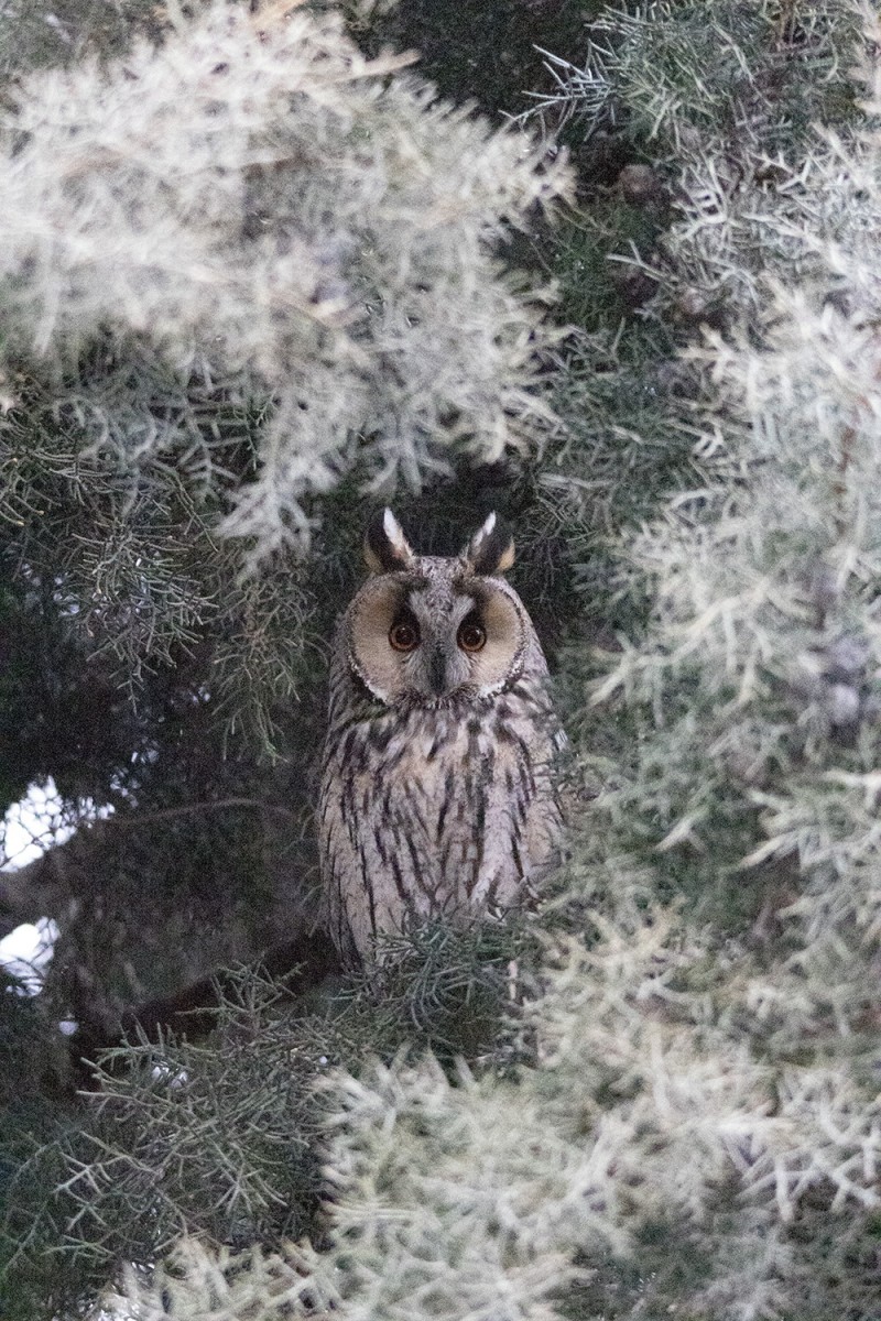 Long-eared Owl