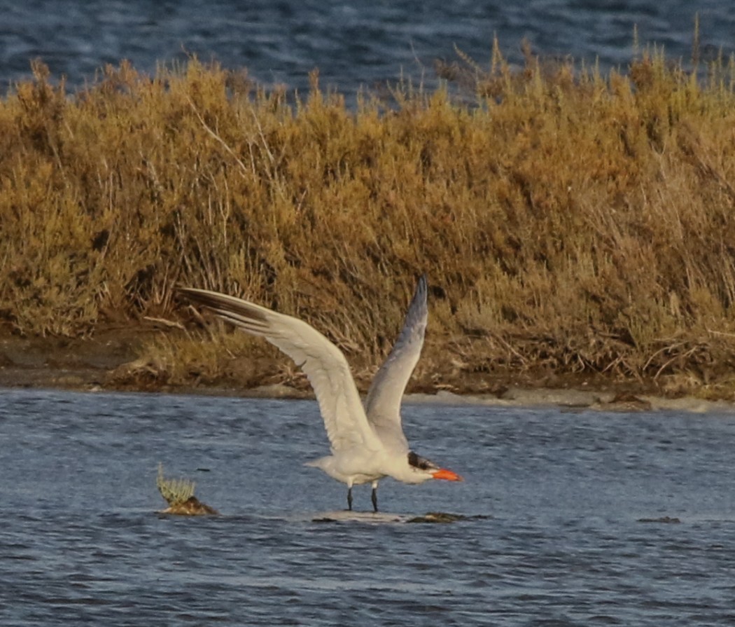 Caspian Tern