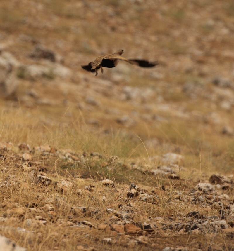 Black-bellied Sandgrouse