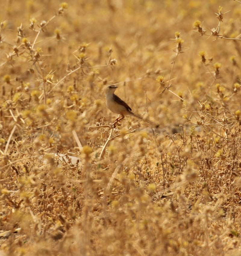 Delicate Prinia