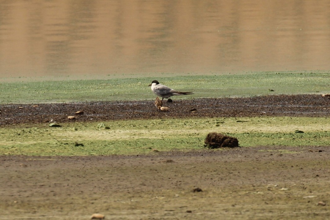 Whiskered Tern