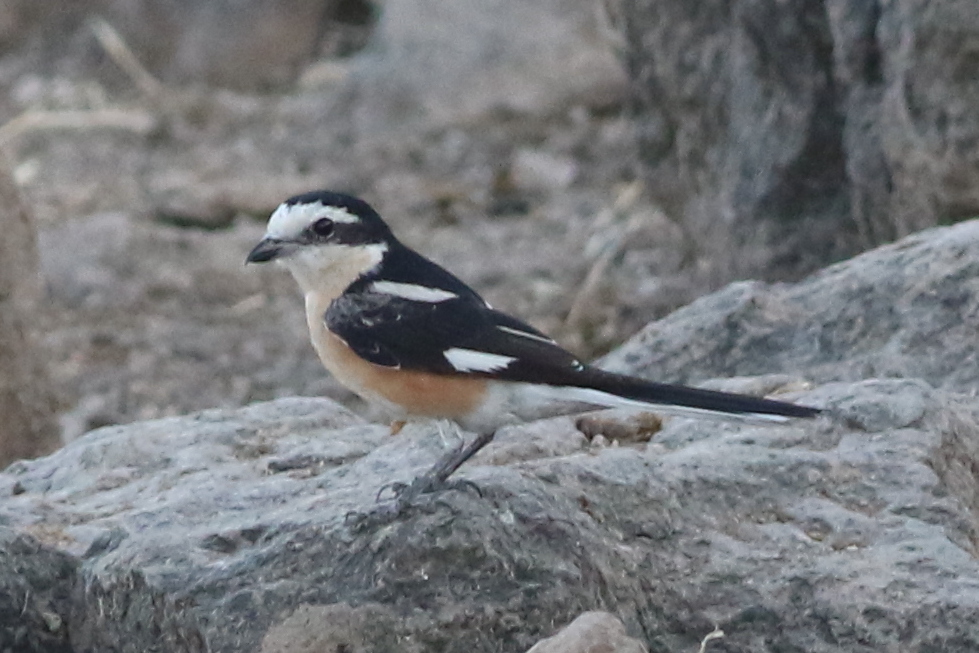 Masked Shrike