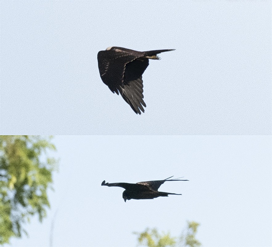 Western Marsh Harrier