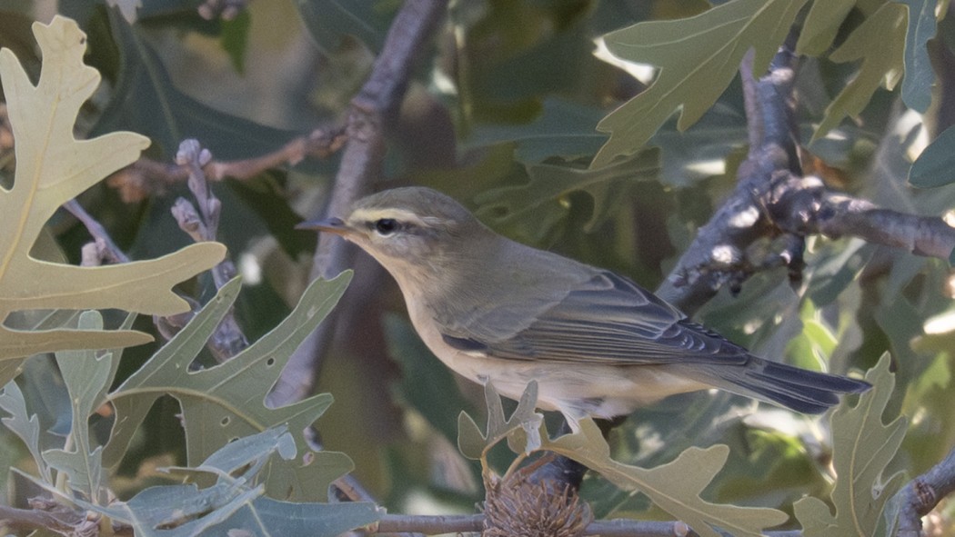 Willow Warbler