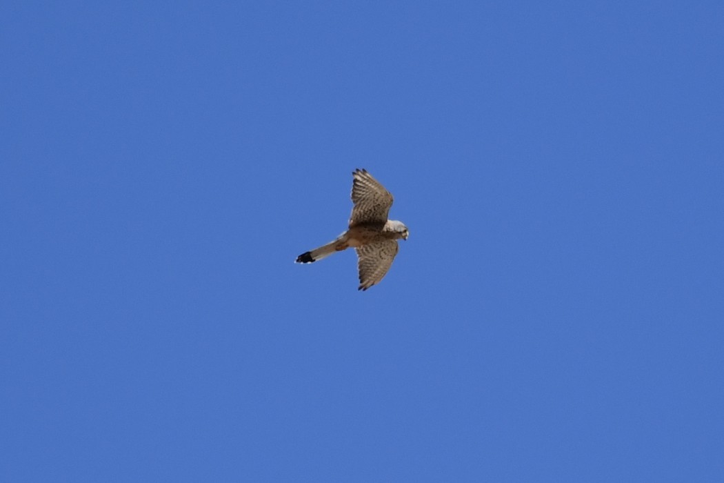 Common Kestrel