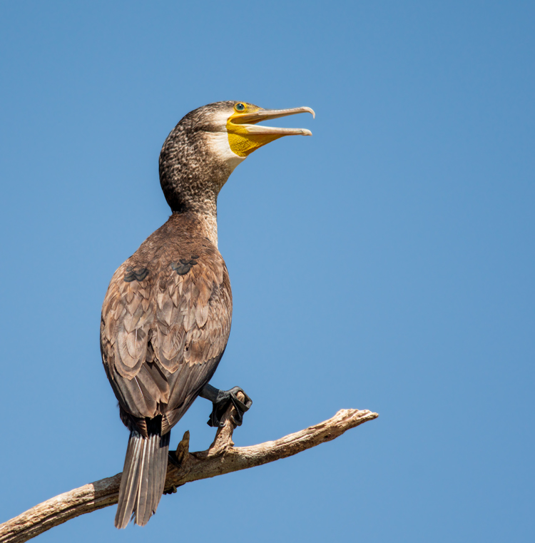 Great Cormorant