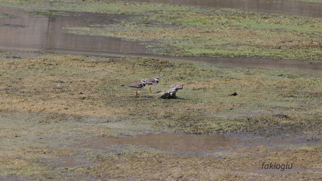 Little Ringed Plover