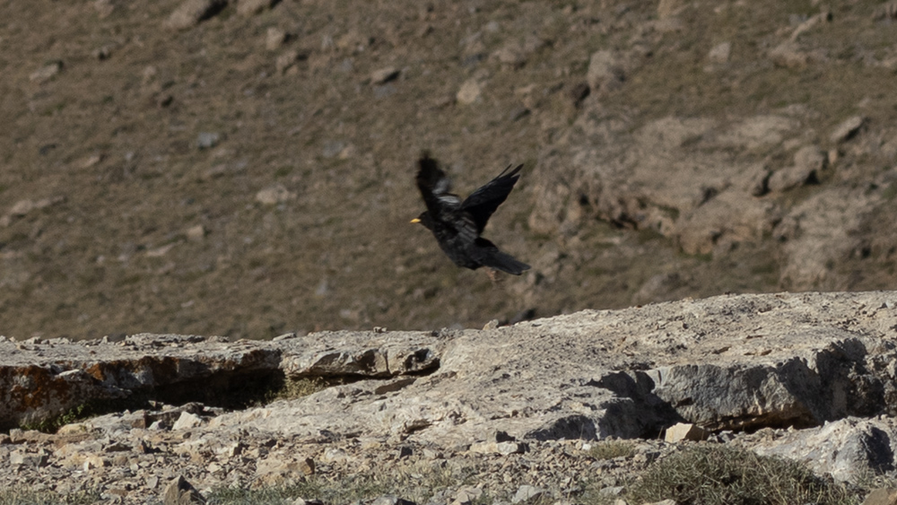 Alpine Chough