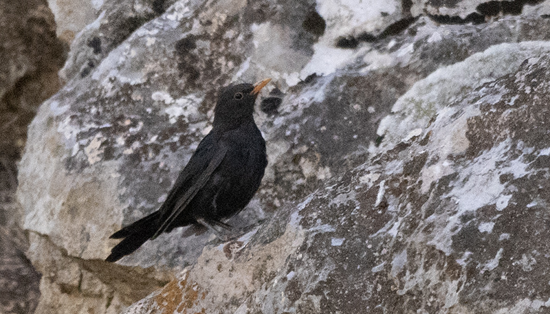 Common Blackbird