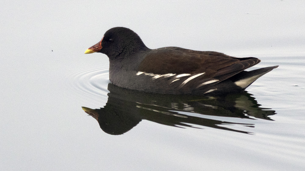 Common Moorhen