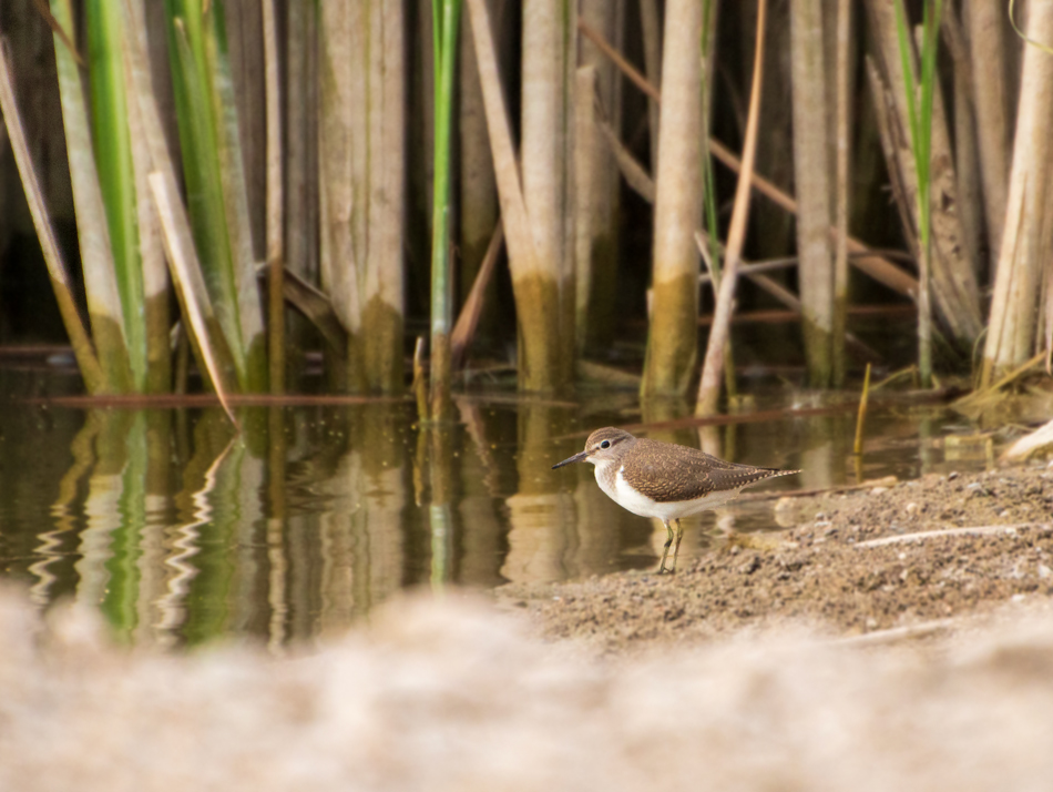Common Sandpiper