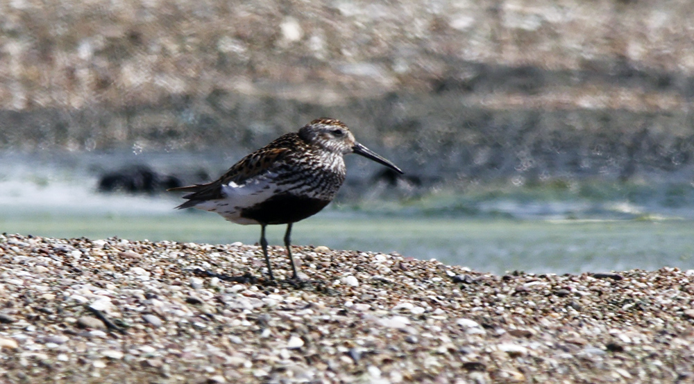 Dunlin