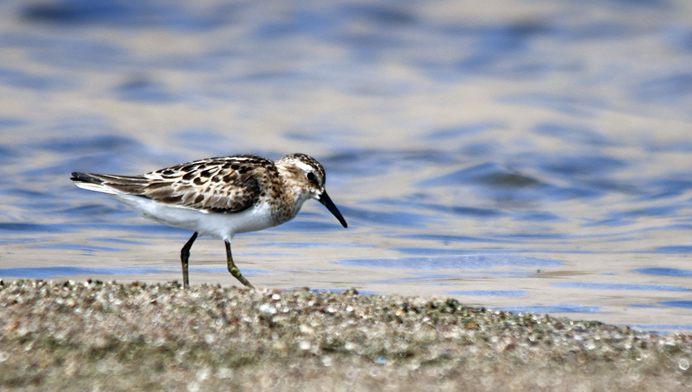 Little Stint
