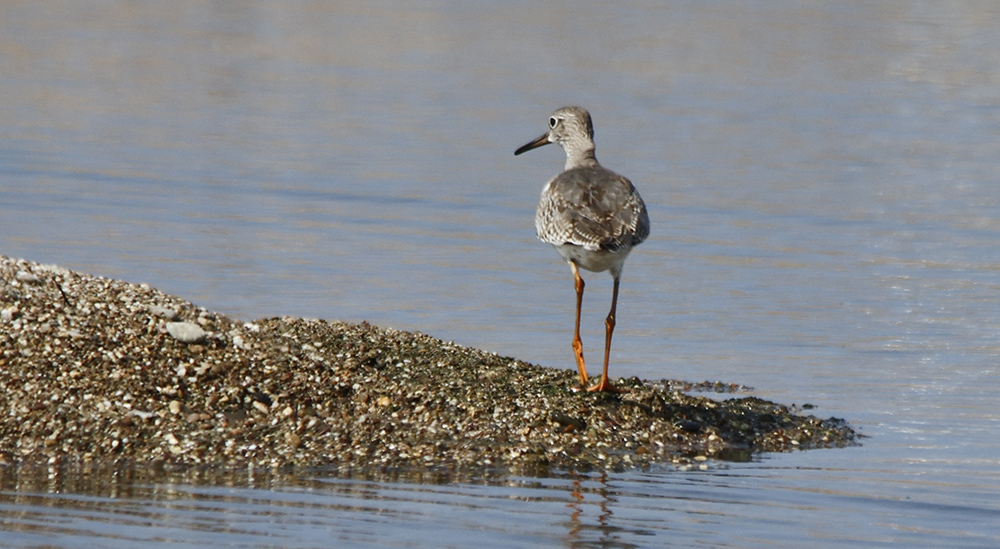 Common Redshank