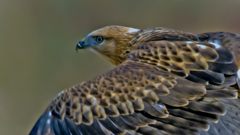 Long-legged Buzzard