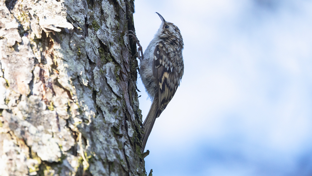 Eurasian Treecreeper