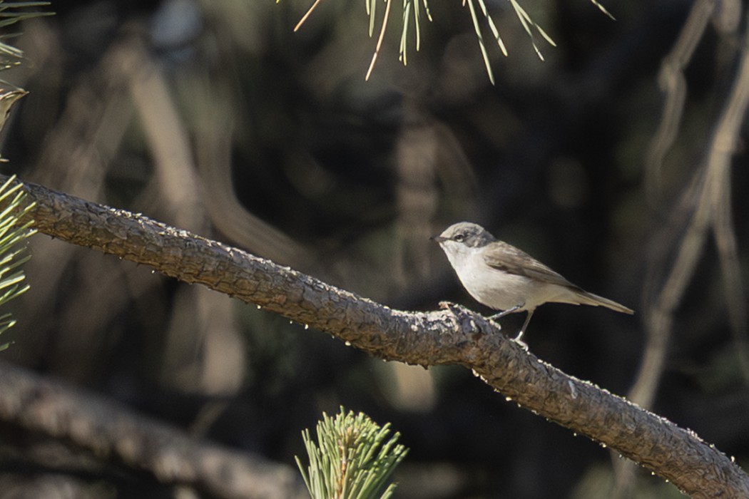 Lesser Whitethroat