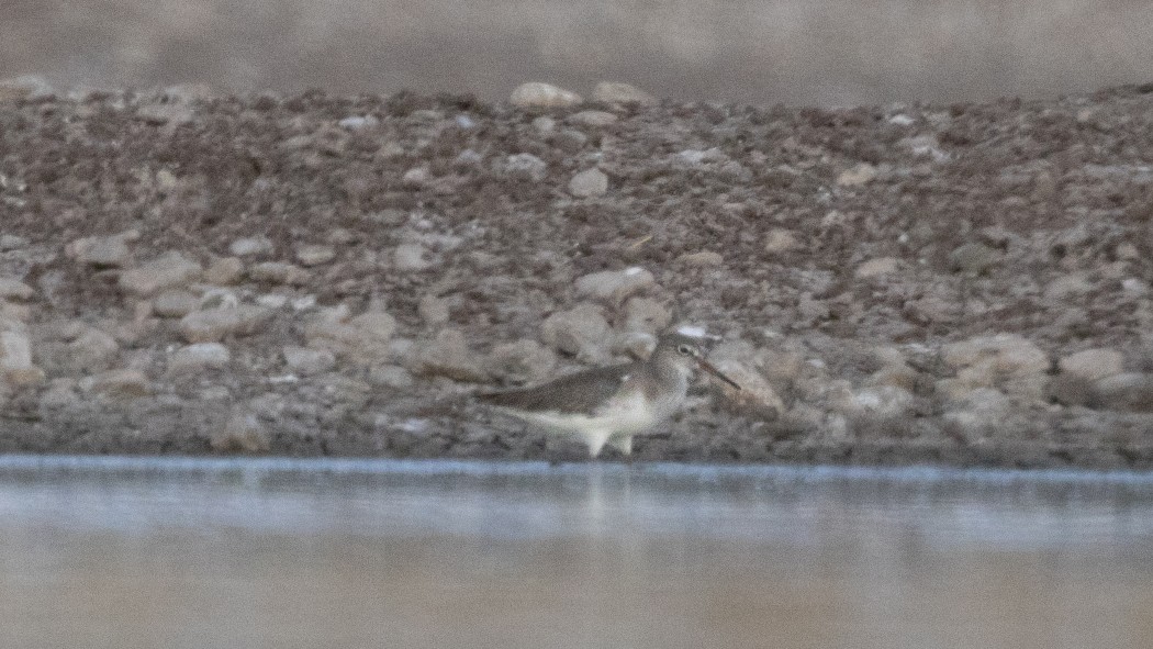 Common Redshank