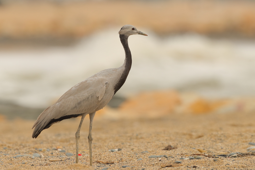 Demoiselle Crane