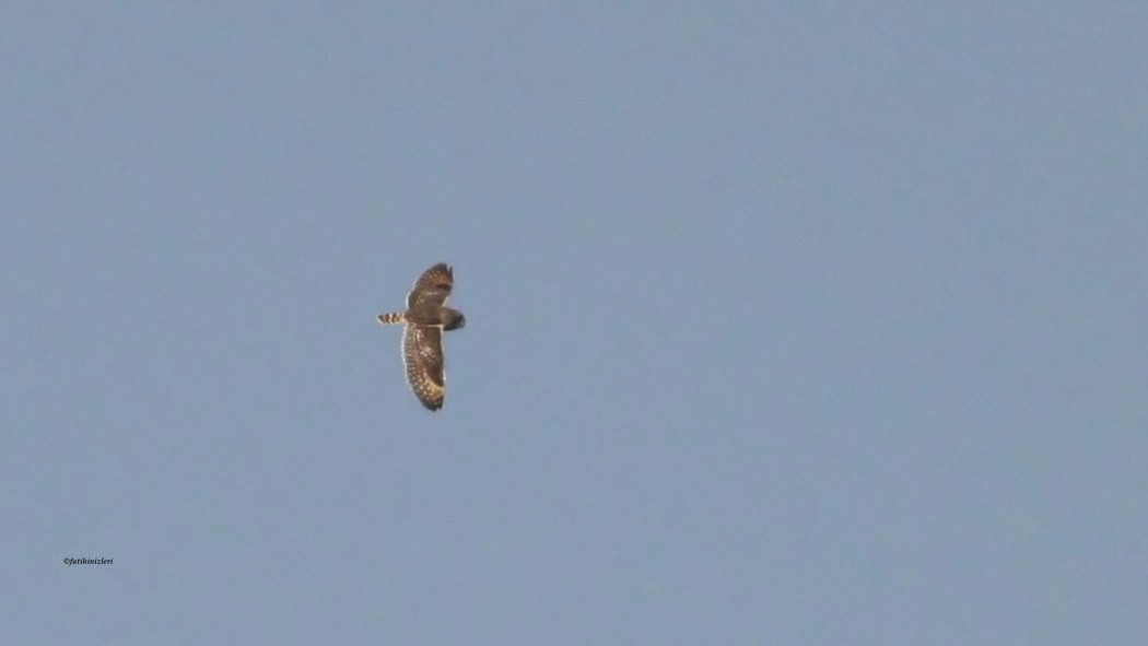 Short-eared Owl