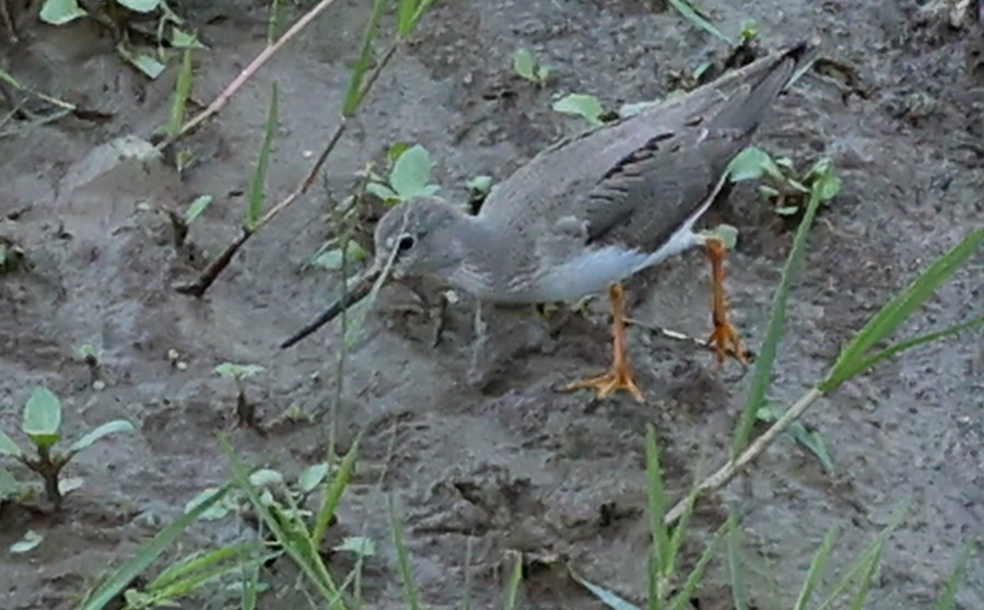 Terek Sandpiper