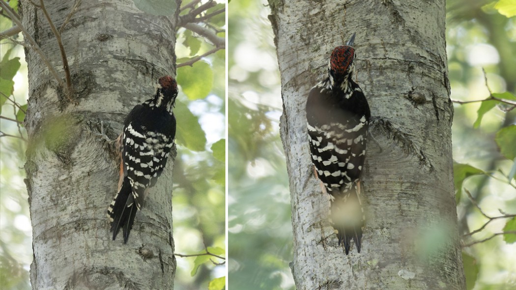 White-backed Woodpecker