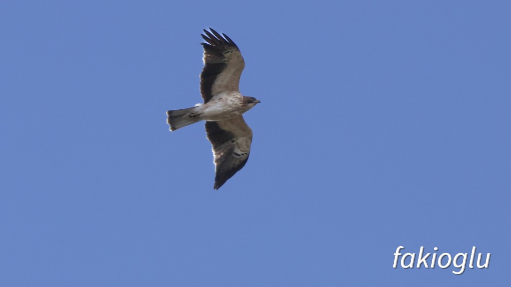 Booted Eagle