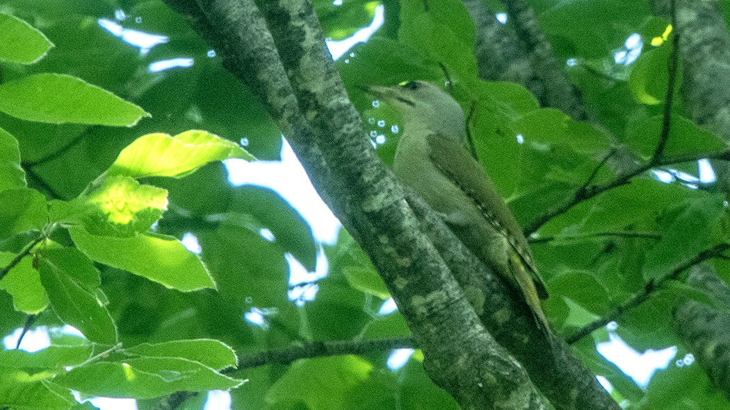 Grey-headed Woodpecker