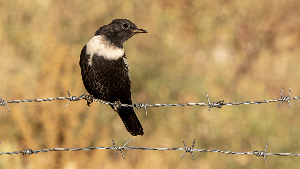 Ring Ouzel