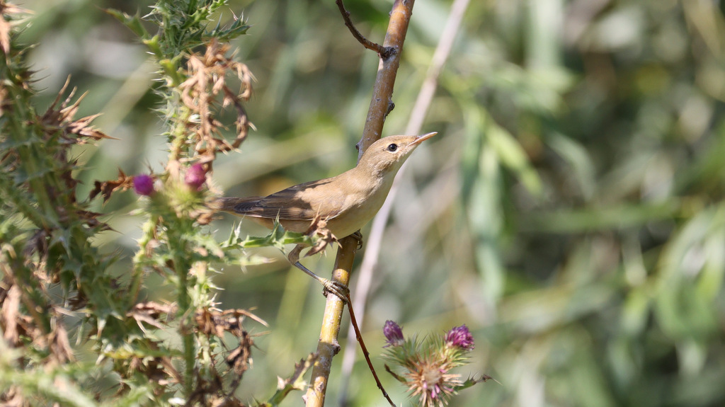 Marsh Warbler