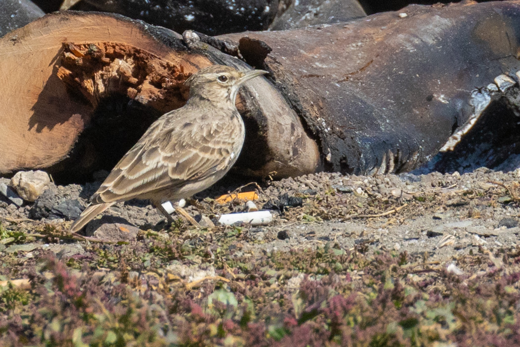 Crested Lark