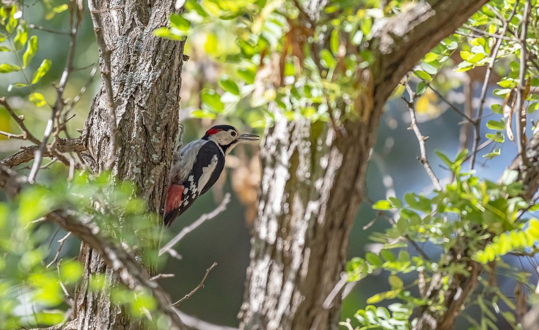 Syrian Woodpecker
