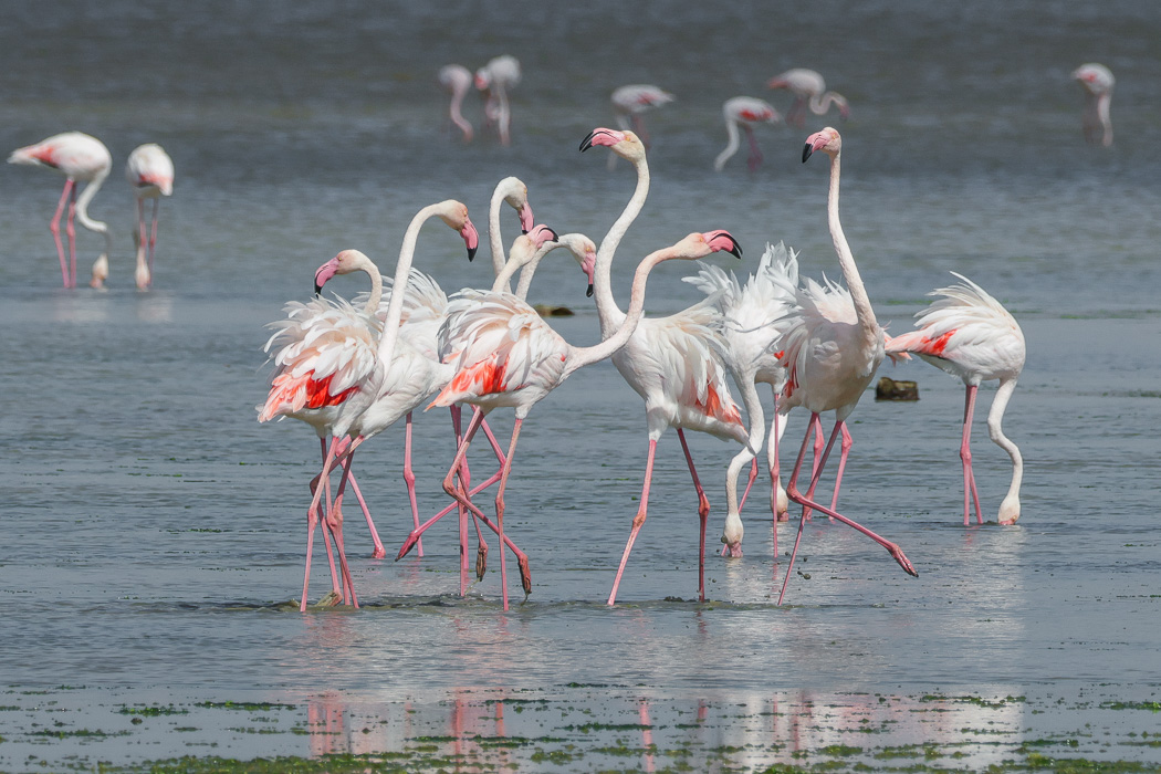 Greater Flamingo