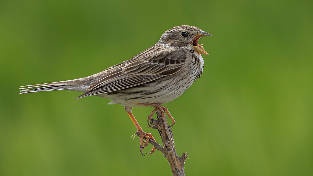 Corn Bunting