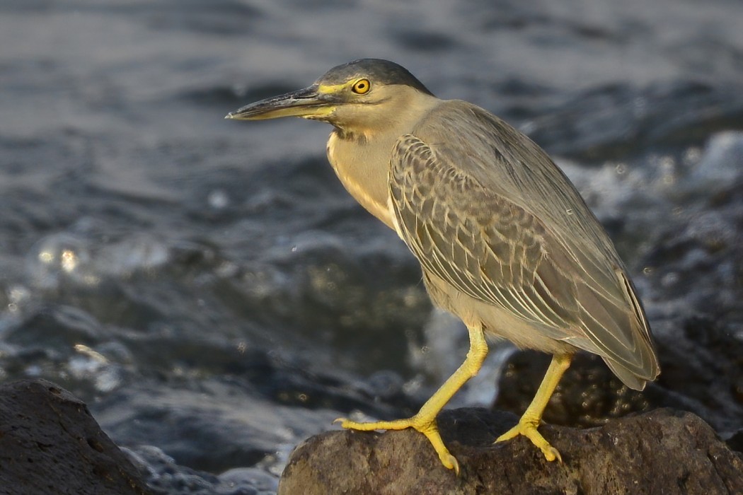 Striated Heron