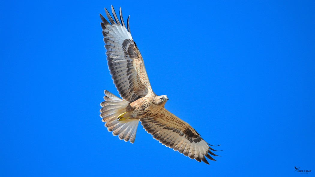 Long-legged Buzzard