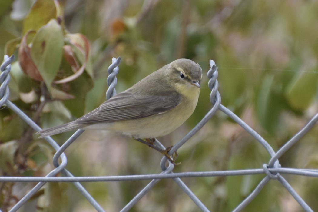 Willow Warbler