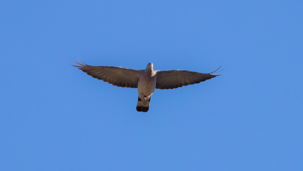 Common Wood Pigeon